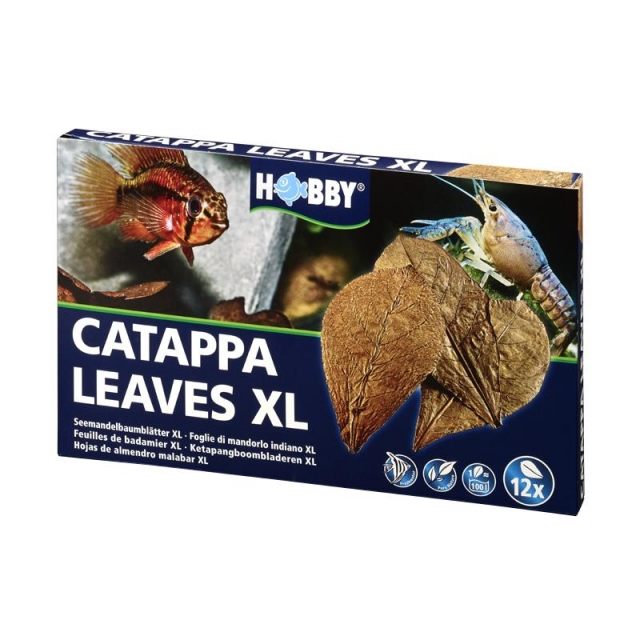 Dohse Catappa Leaves XL  12 Stück